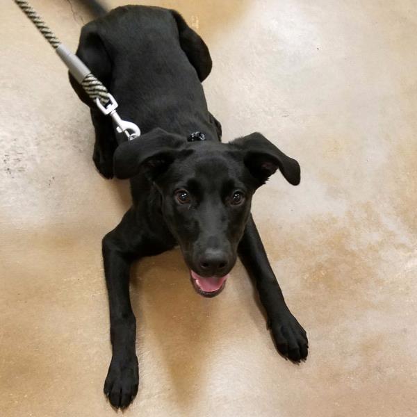 /Images/uploads/Humane Society of Utah/HSU2018/entries/4033thumb.jpg
